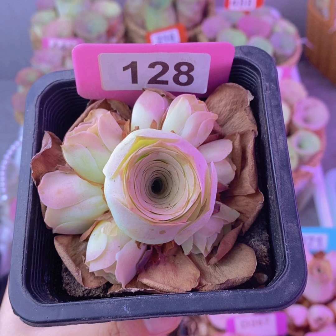 山地玫瑰一物一拍128