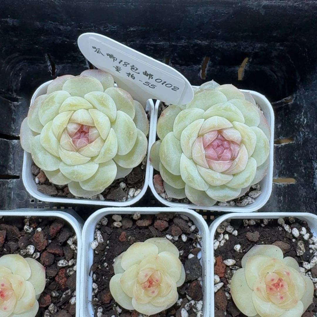 0102-055-荷包蛋一颗量拍