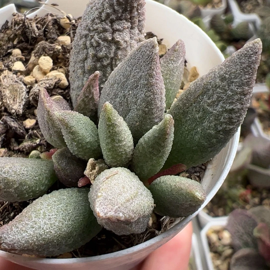 ****芳实生新品大苗多肉植物