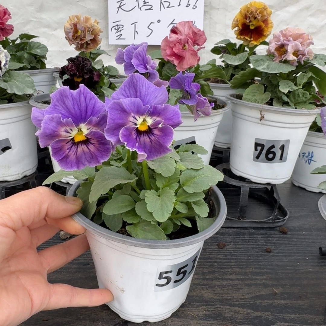 全部花朵551号蓝希尔