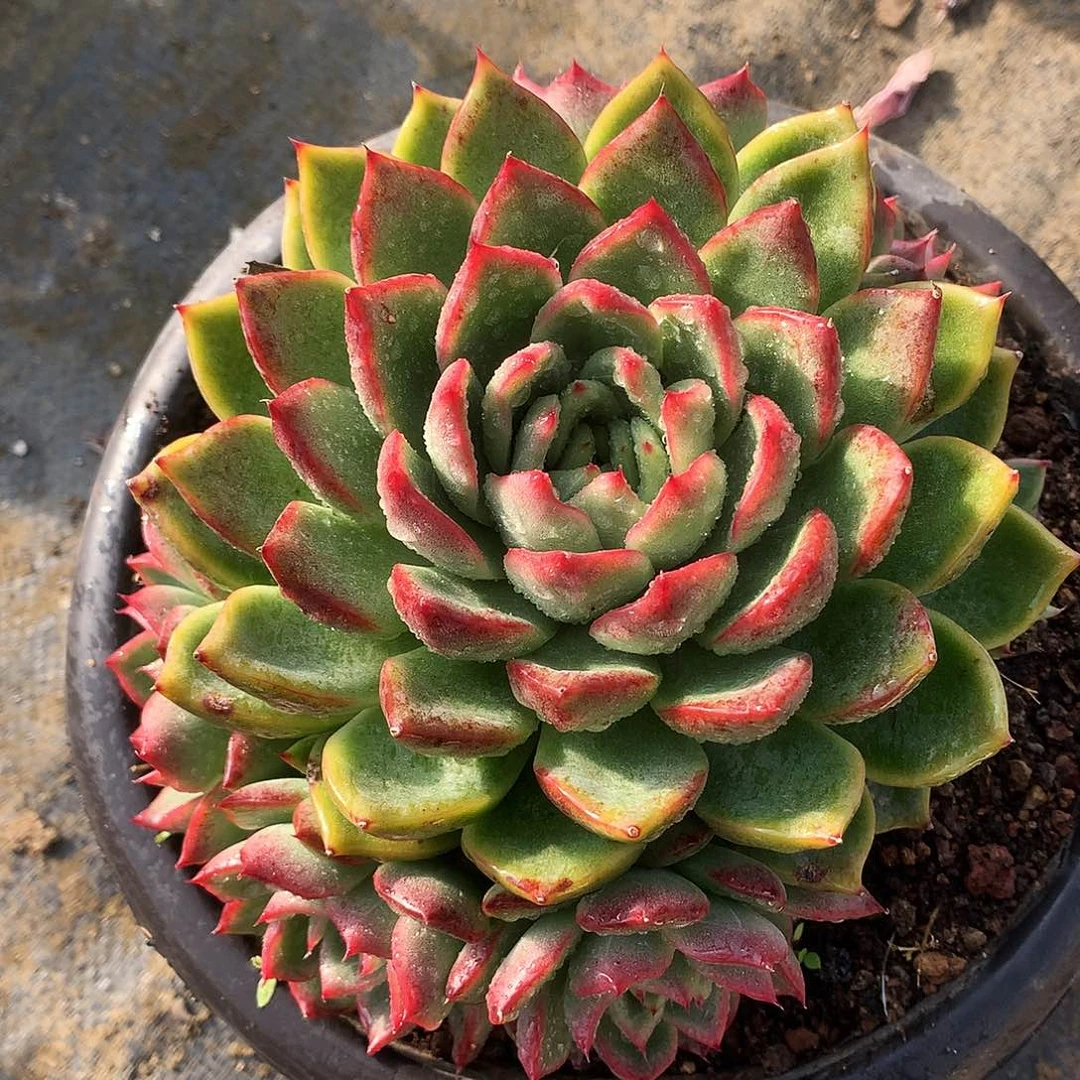 弗洛瑞安娜一物一拍8-61