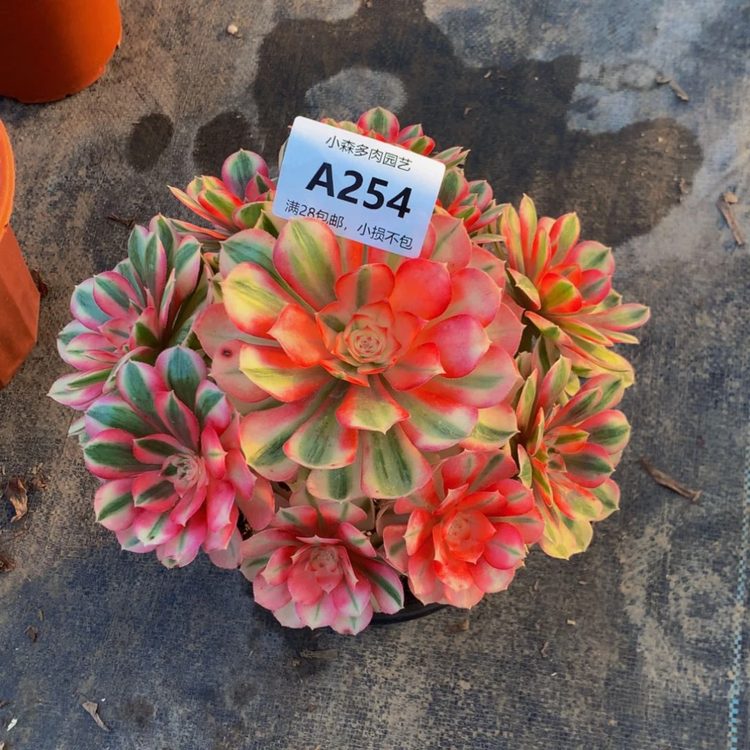 少*倾城法师25400