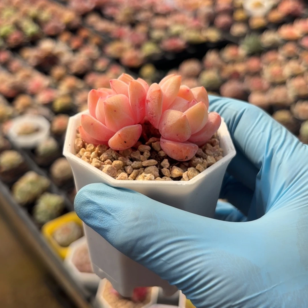 双头老桩橙一物一拍