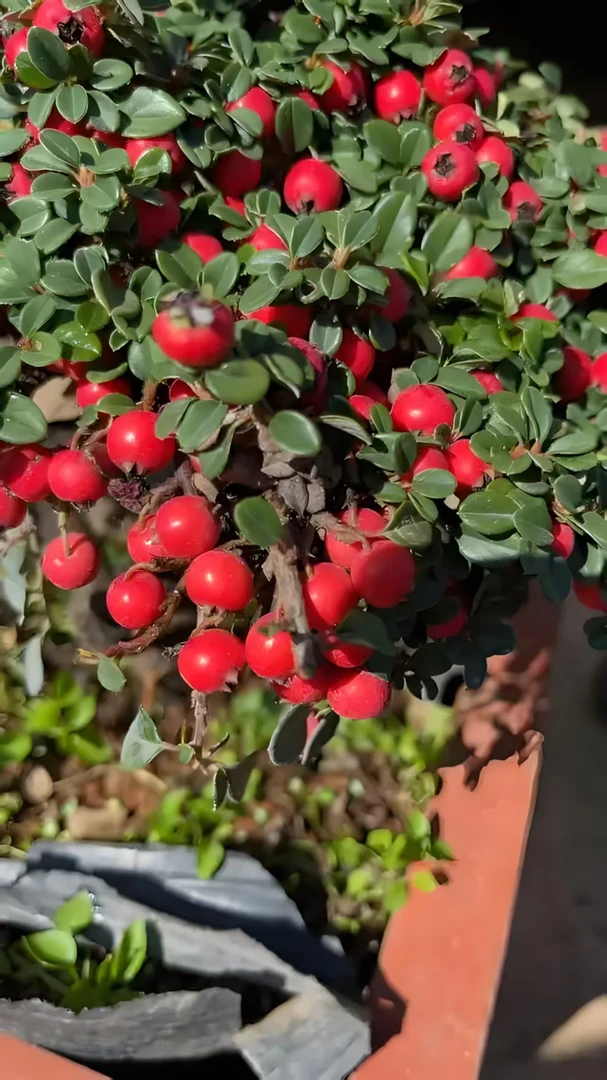 荀子绿植盆景开红花挂红果四季常青不落叶精品植物造型