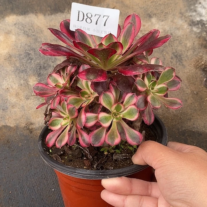 877香奈儿多肉植物