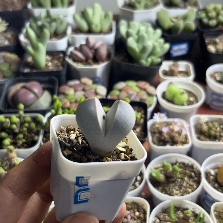 0042 幻玉多肉植物