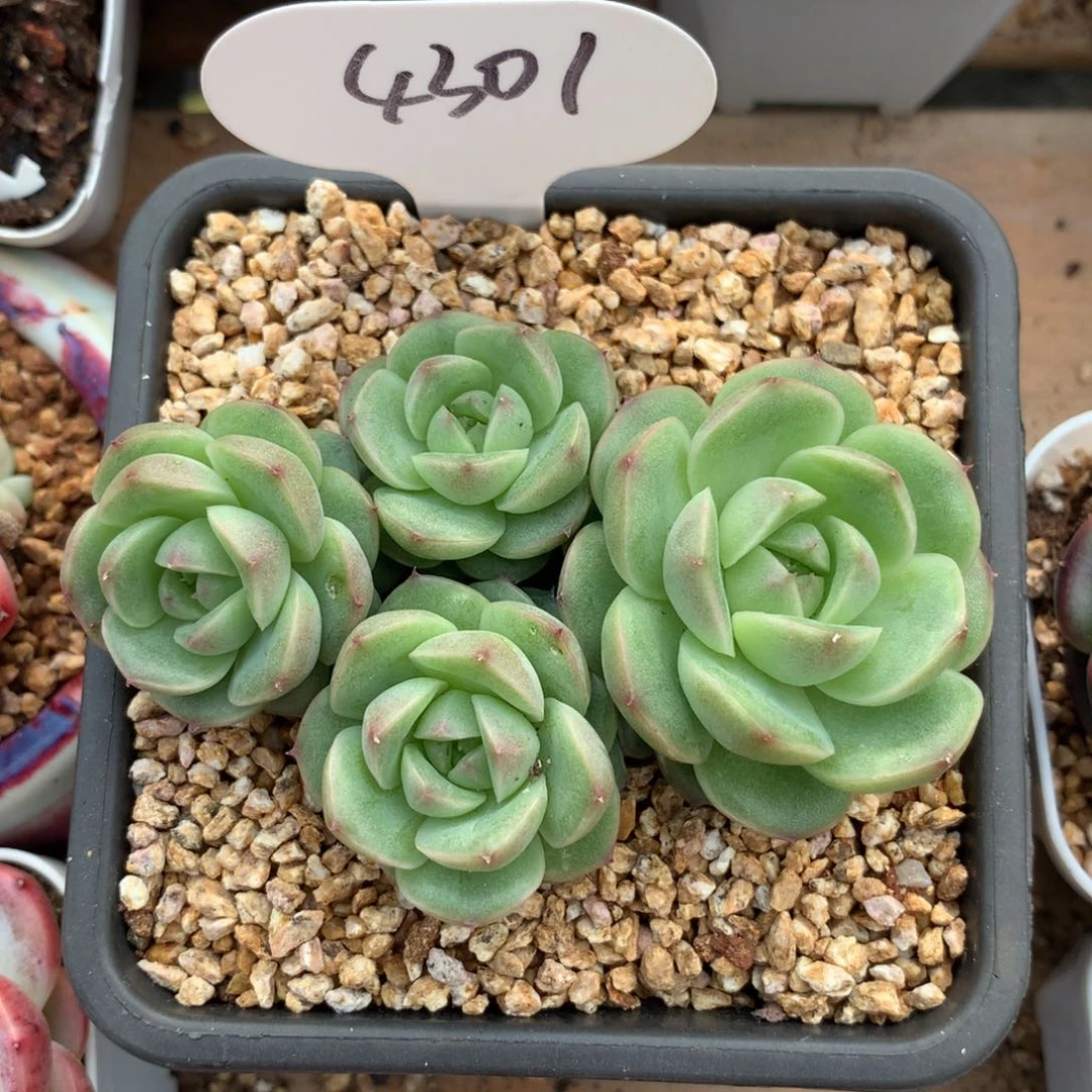 定繁油透珍妮麦秆4301