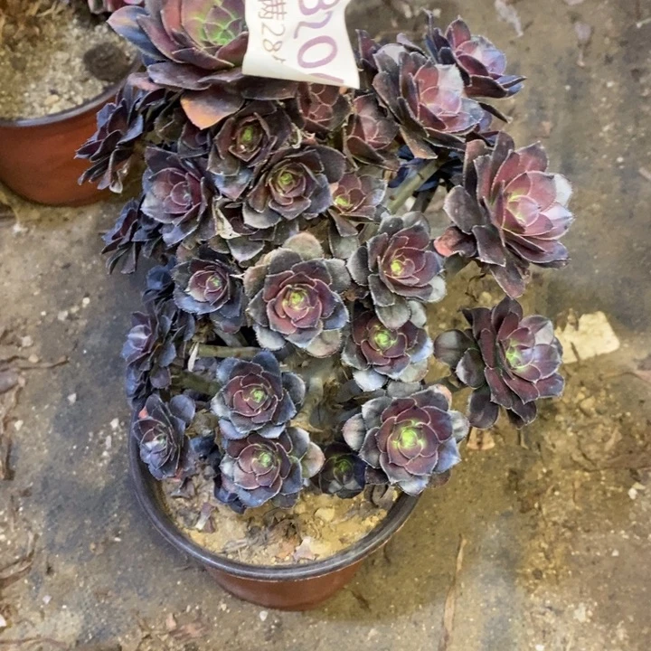 灰圆叶多肉断头不包206