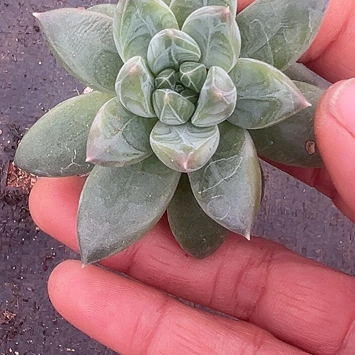 雪戴利美人多肉特价