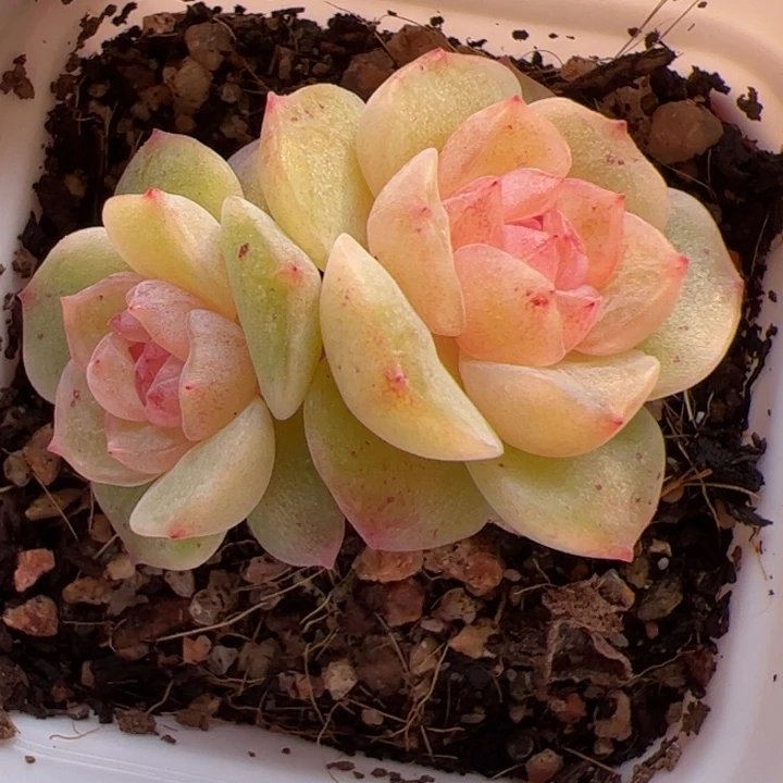 108 一物一拍，精品糖心，尺寸不大介意勿拍