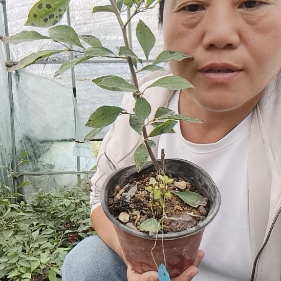 吉***亮无花朵123645698156989