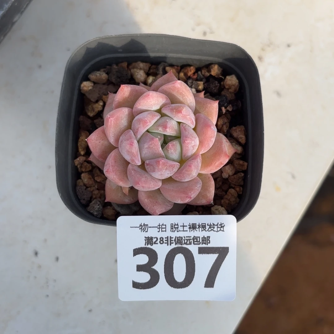 霜花单头无盆土发货