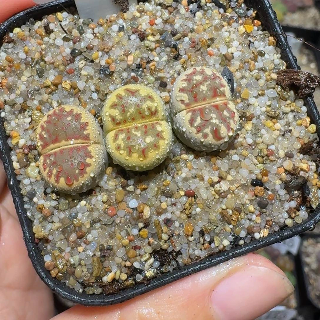 绝绝绝子生石花的1470