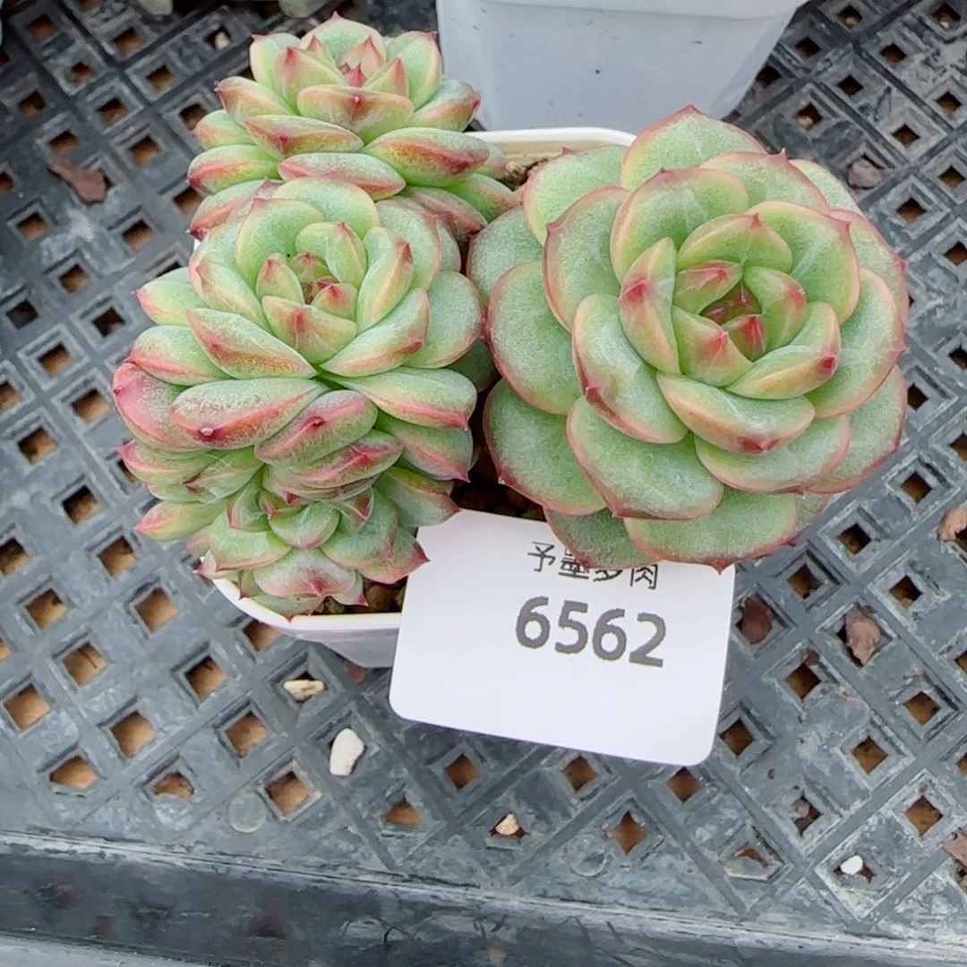 沅芷珍妮群，6562多肉植物