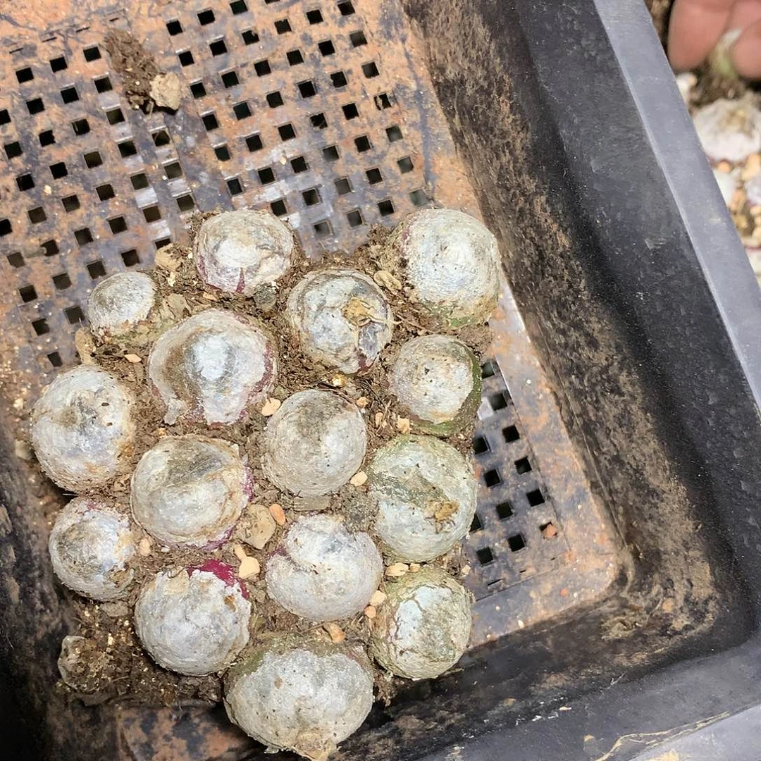 柯*咪K205多肉植物保护