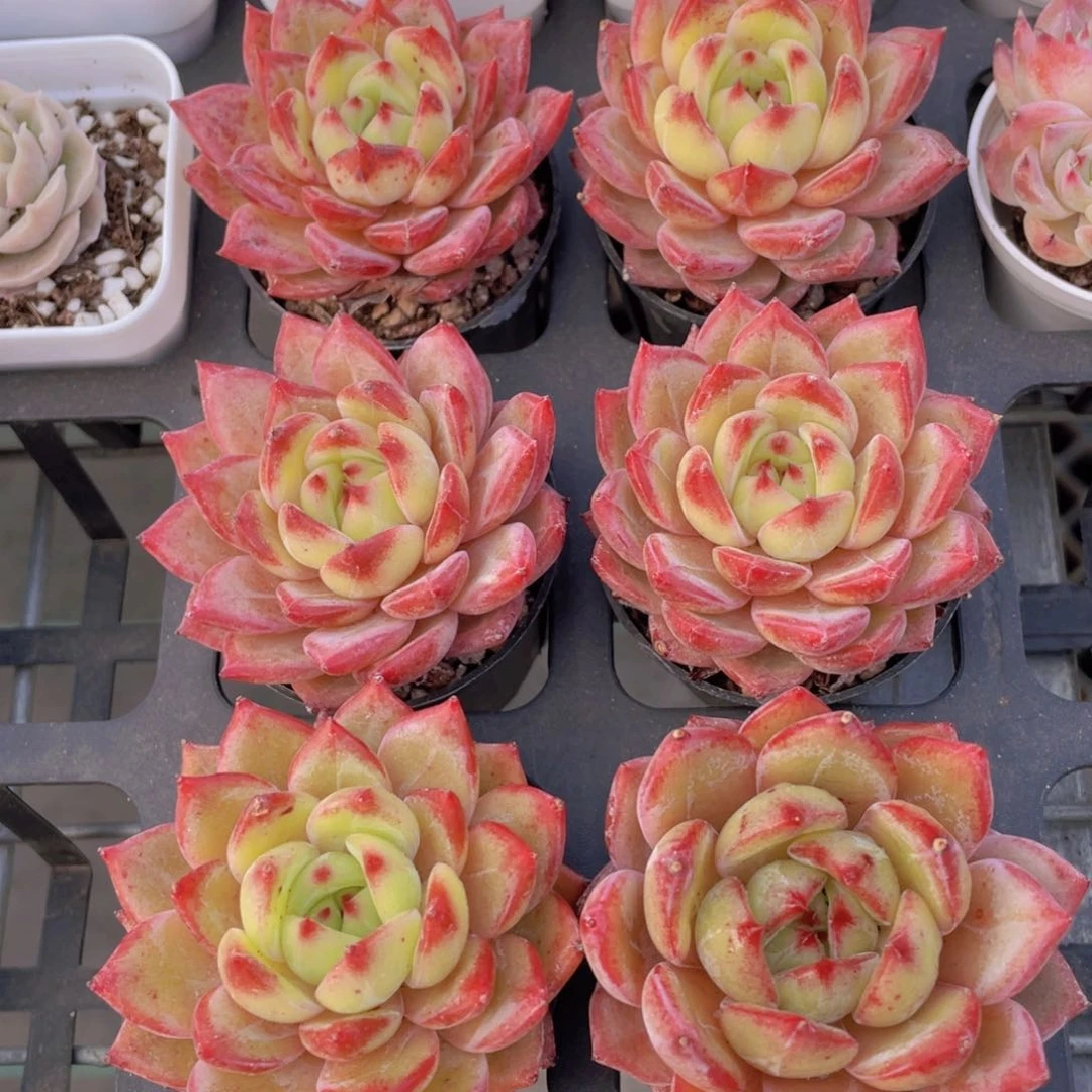 1306号 珍妮冰透夜魔侠单头两个