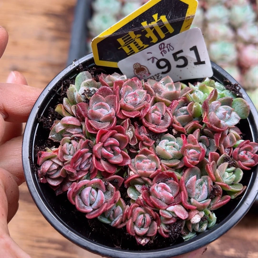 多肉植物多肉植物