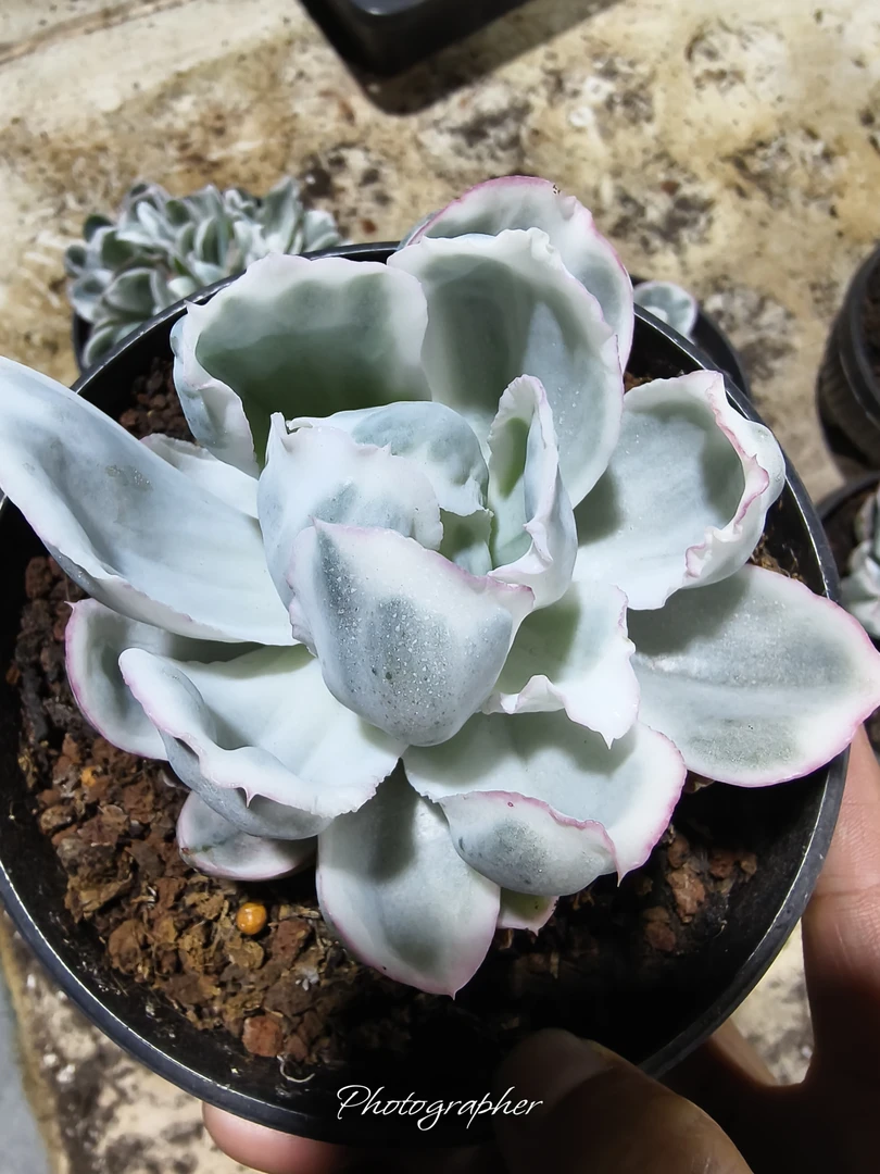 伯克利锦蕾丝花边