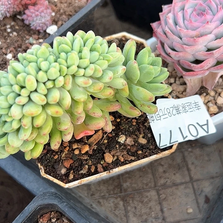 今****皮幸运的是我的朋友们都