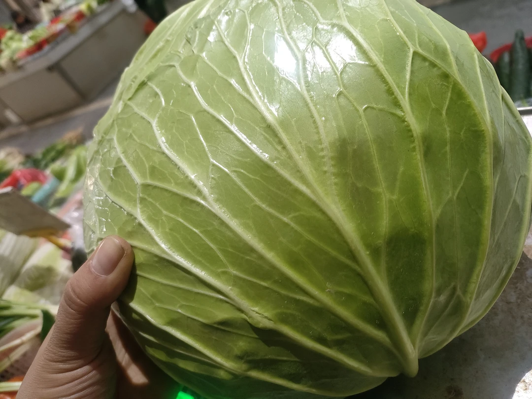 赣州上犹农家包菜