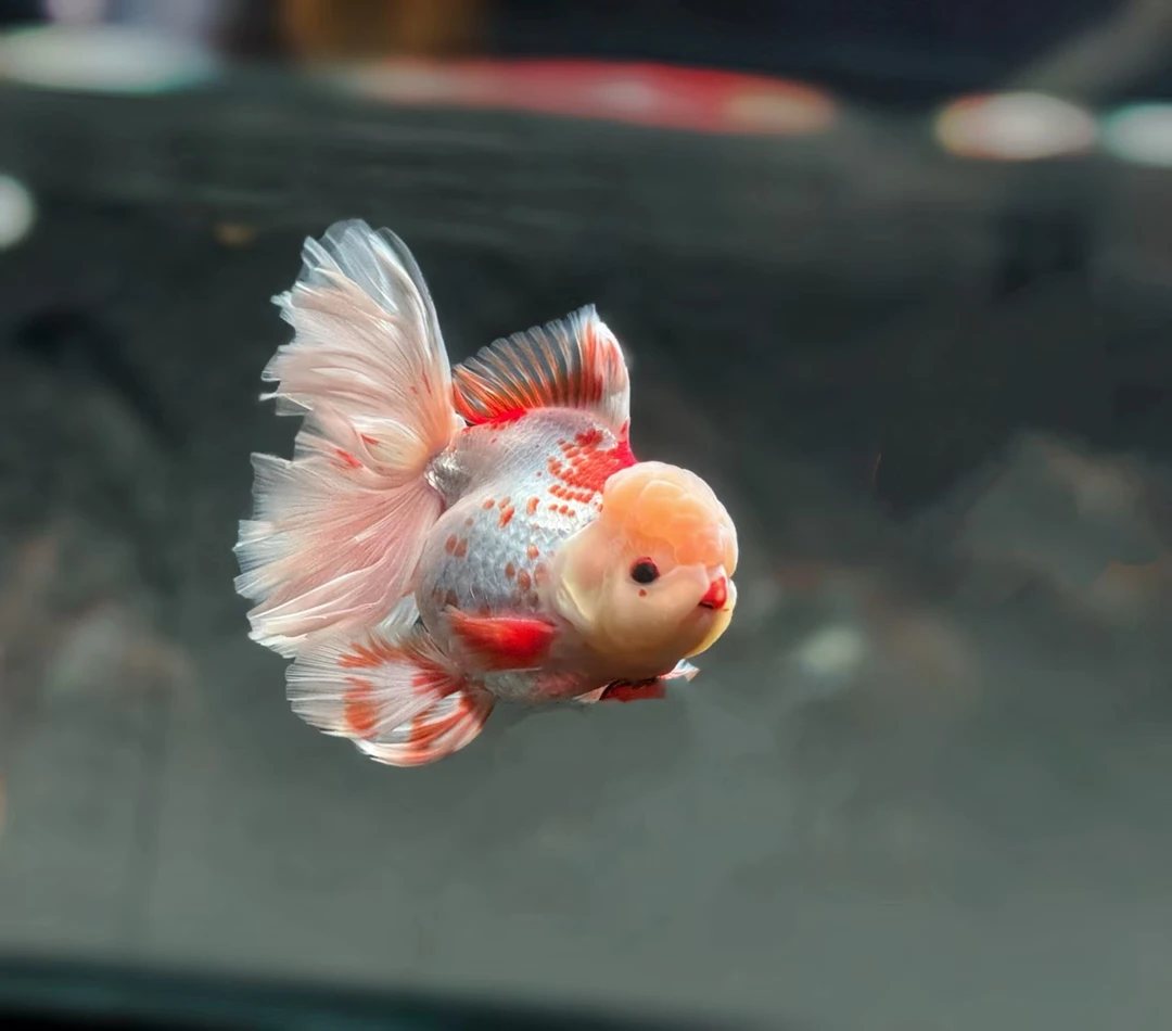 百褶泰狮精品观赏鱼冷水鱼