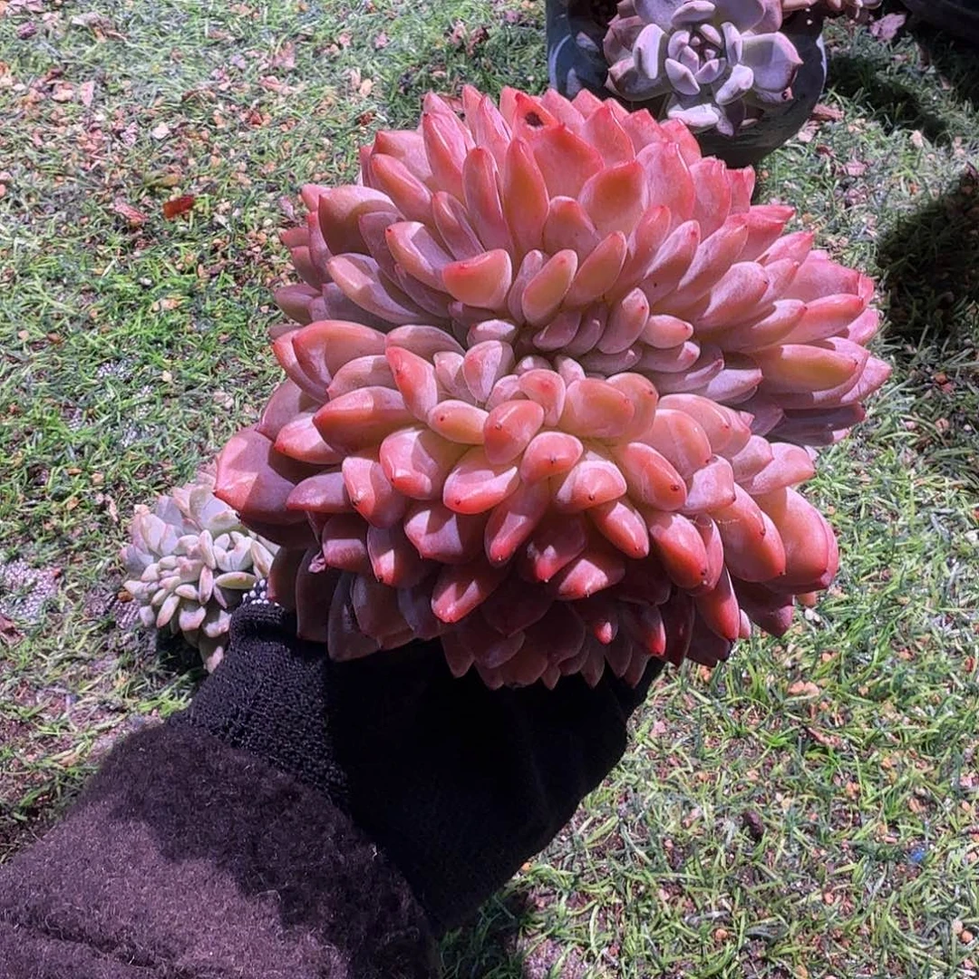 大粗腿鲨鱼嘴呀呀呀