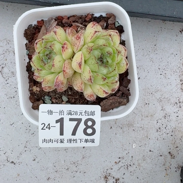 赤水晶无盆土发货无盆土