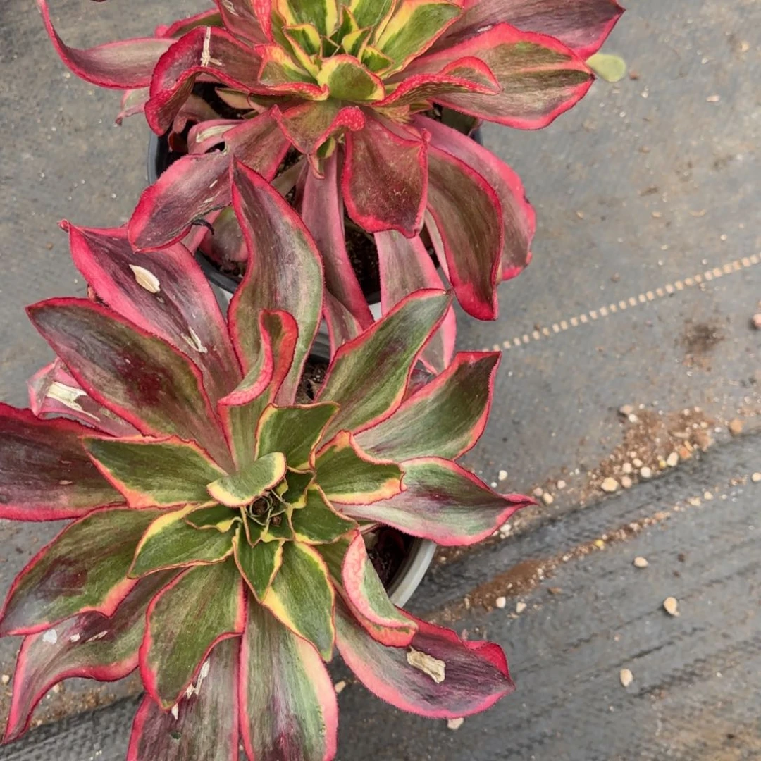 全****哥魅影2棵发货0824