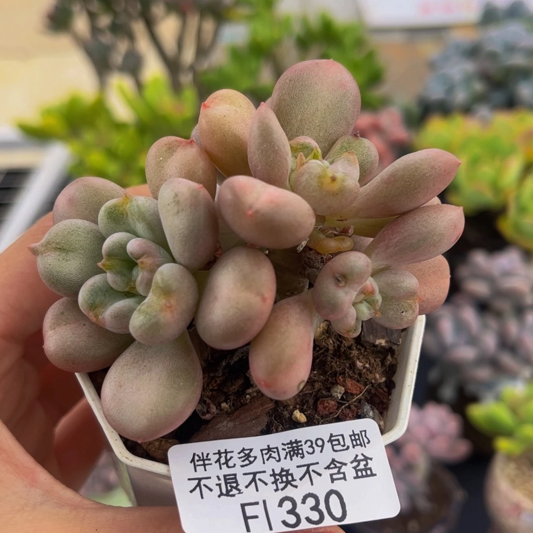330-比尔盖茨多肉6cm