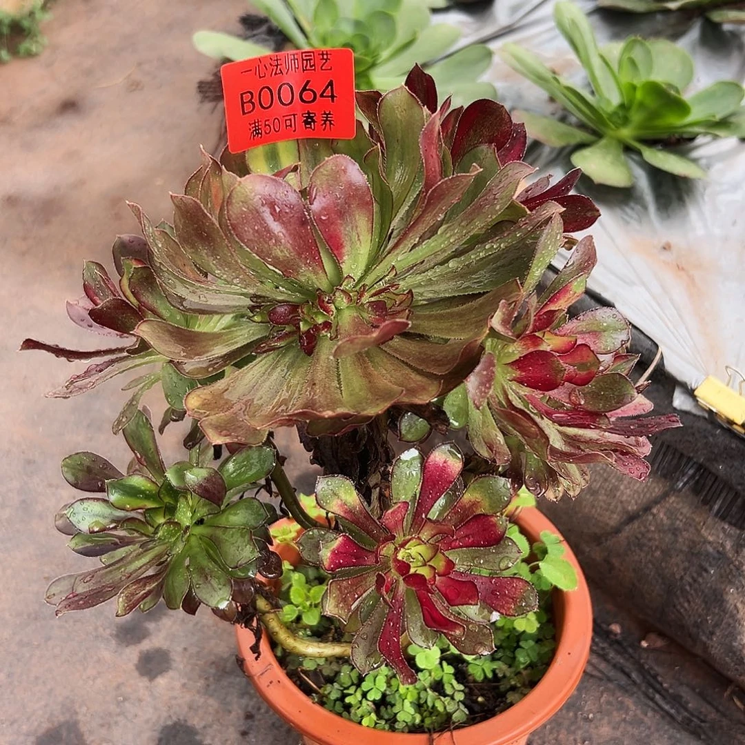 佛***照064多肉植物、彩虹