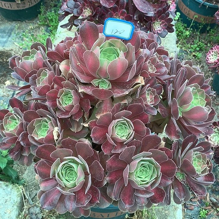 120女巫中班多肉植物