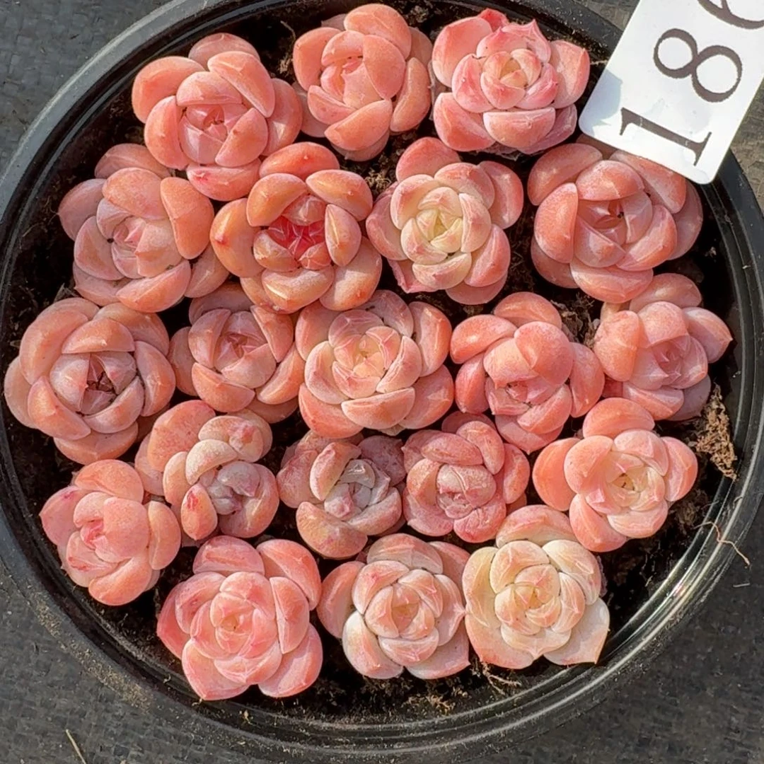 多肉植物多肉植物186