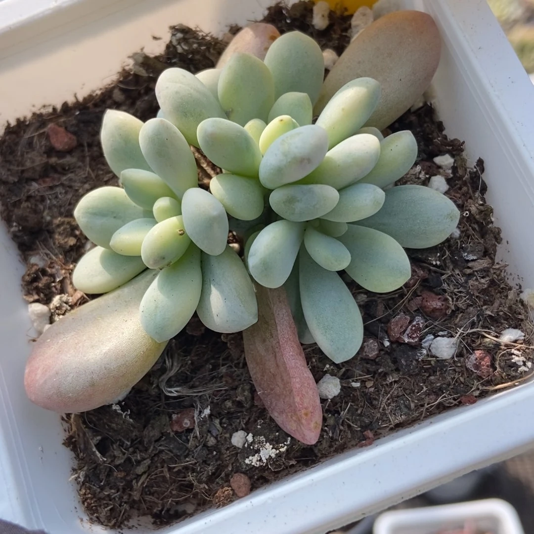 723洛神锦多肉植物