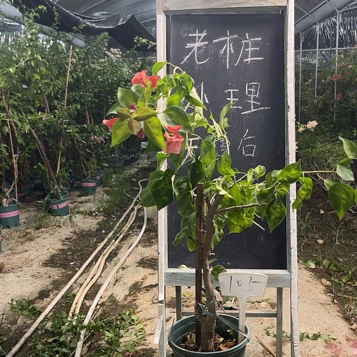 无花朵三角梅三角梅105