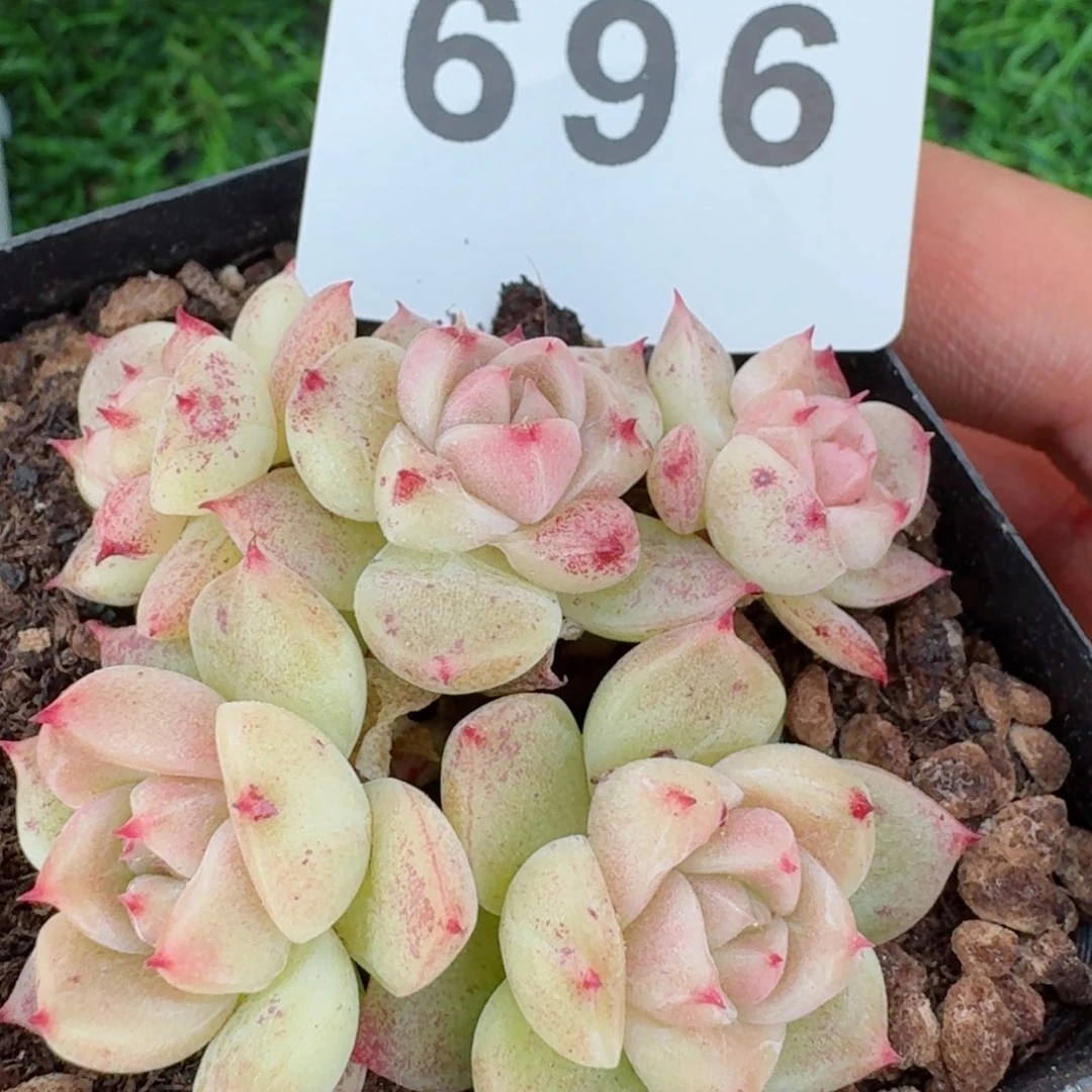 上新白糖珍妮         精品多肉