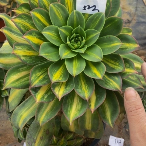 幻影多肉植物523多肉