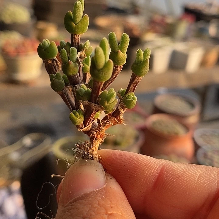 兔子群生老桩一颗