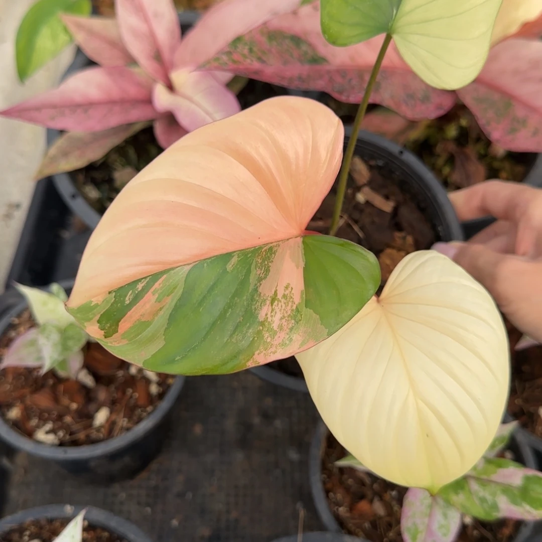 R5-1221橘锦千年健