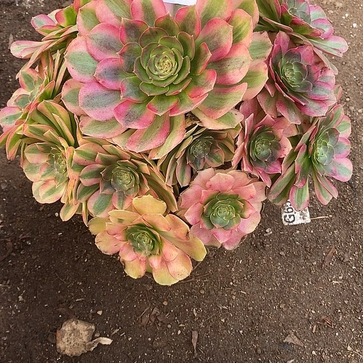 多肉植物雨菏659多肉