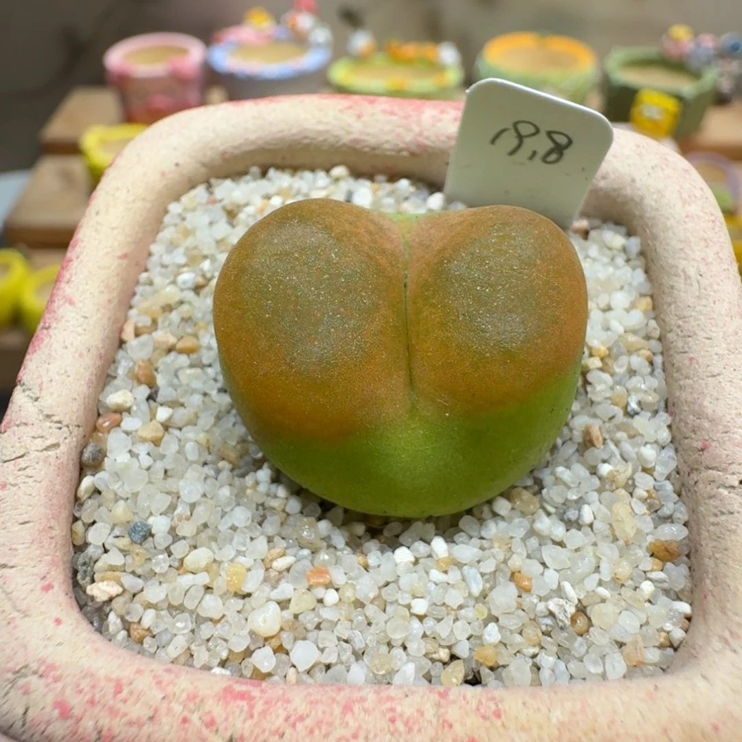 蘑菇1016蟠桃多肉植物