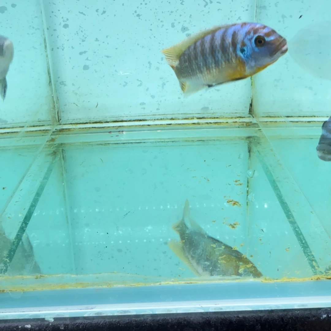 慈鲷包子斑马1091。
