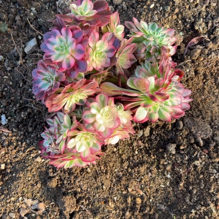 多肉植物青橙缀➕两朵