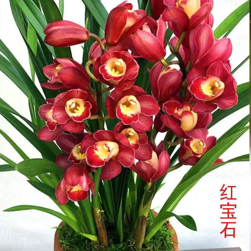 蕙兰红宝石兰花盆栽带花苞易养绿植裸根发货