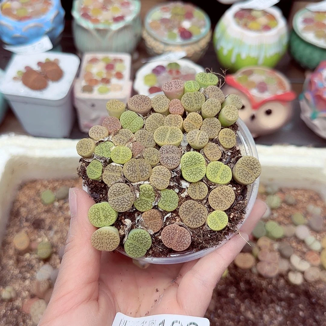 郎哥18包邮0902-106