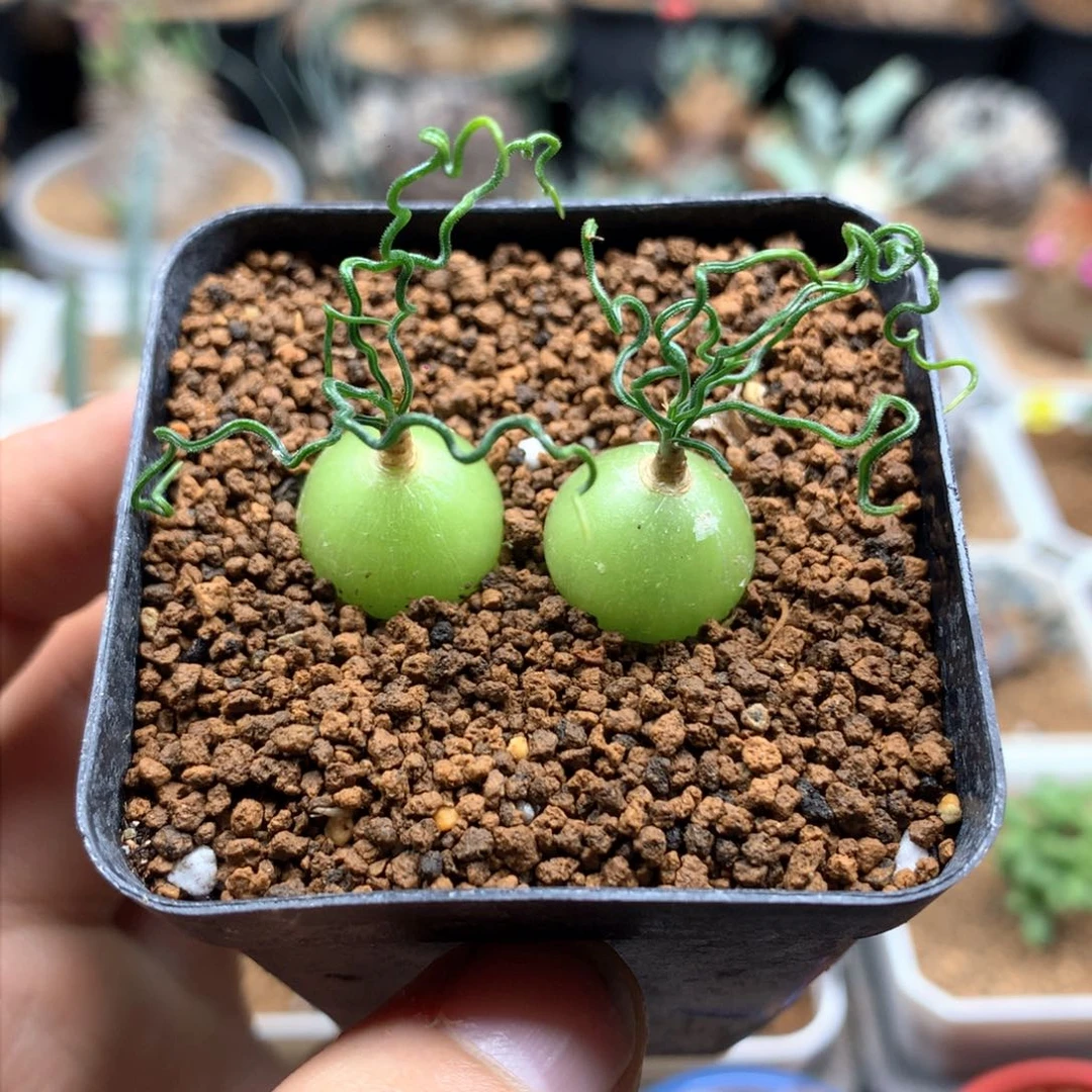 泰迪海葱带盆多肉