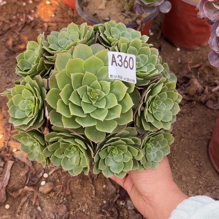 万圣夜多肉植物360.
