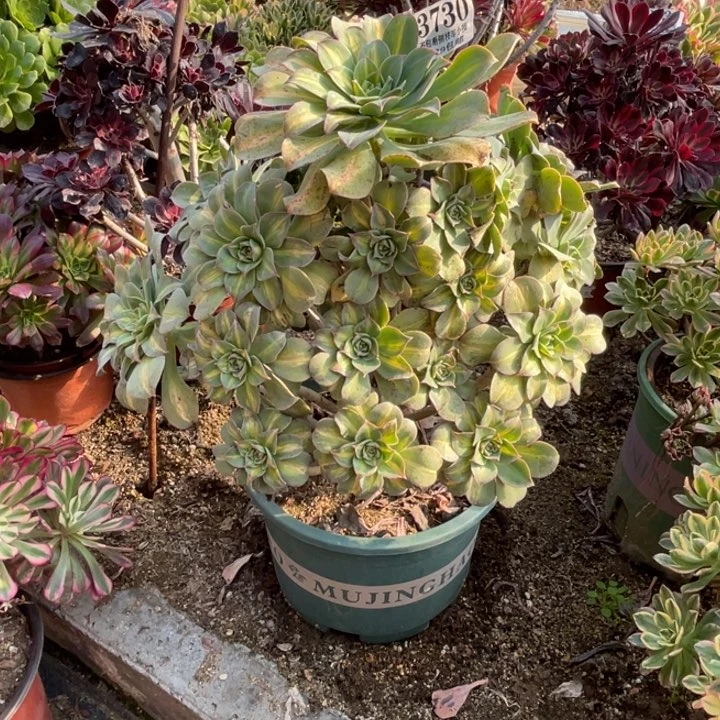 730号黄中斑多肉植物