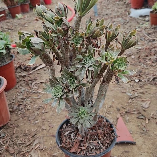 原始绿加急发货24