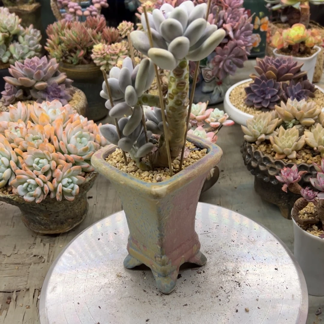 冷美人18 零零多肉植