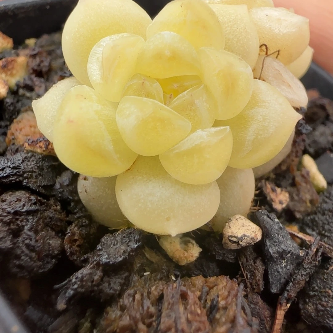 全透体双头珍妮多肉